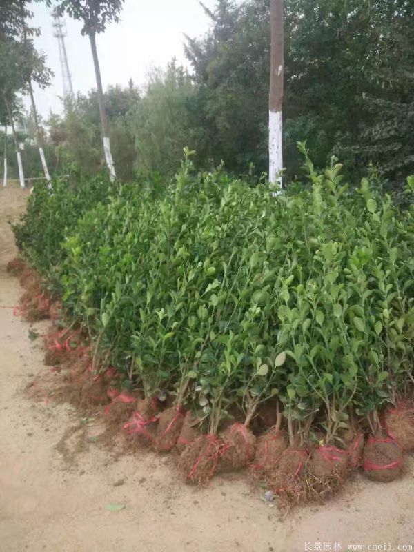 大葉黃楊苗圖片基地實(shí)拍 大葉黃楊苗圖片基地實(shí)拍