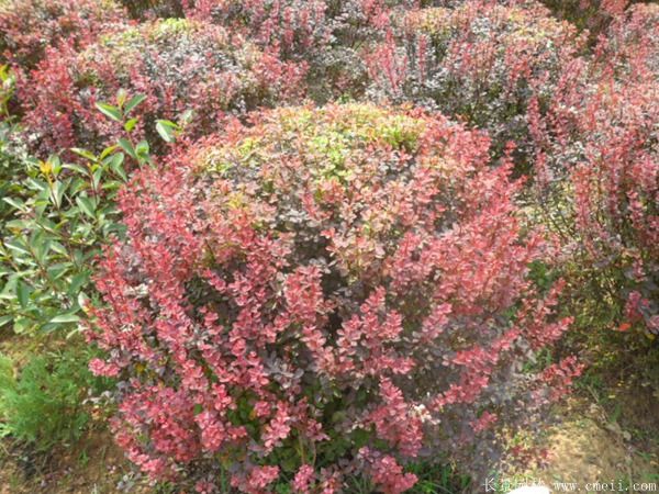 紅葉小檗圖片基地實(shí)拍 紅葉小檗圖片基地實(shí)拍