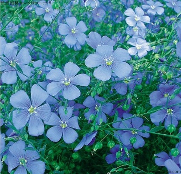 藍(lán)花亞麻種子發(fā)芽出苗圖片 藍(lán)花亞麻種子發(fā)芽出苗圖片