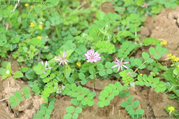 小冠花種子發(fā)芽出苗開花圖片 小冠花種子發(fā)芽出苗開花圖片