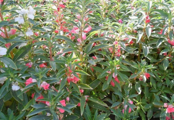 鳳仙花種子發(fā)芽出苗開(kāi)花圖片 鳳仙花種子發(fā)芽出苗開(kāi)花圖片