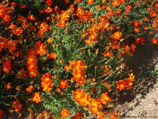 硫華菊種子發(fā)芽出苗圖片 硫華菊種子發(fā)芽出苗圖片