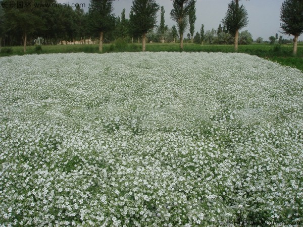 滿天星植物開花圖片 滿天星植物開花圖片