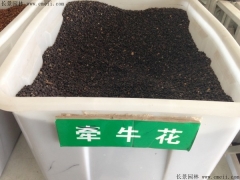 牽?；ǚN子
