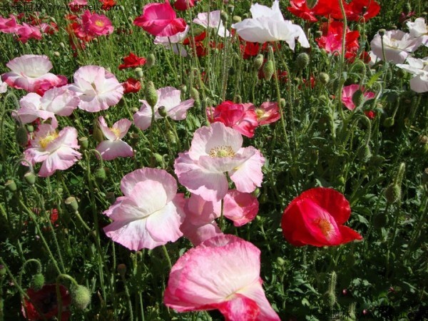 虞美人開花圖片花海 虞美人開花圖片花海