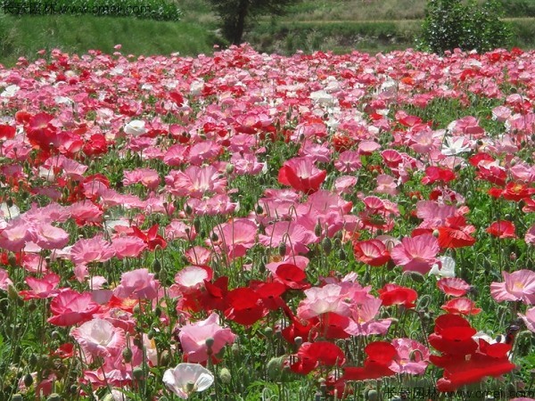 虞美人開花圖片花海 虞美人開花圖片花海