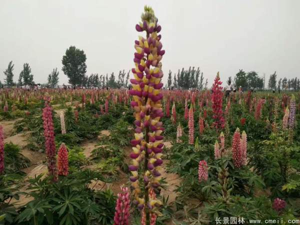 羽扇豆種子發(fā)芽出苗開花圖片 羽扇豆種子發(fā)芽出苗開花圖片