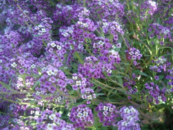 香雪球種子發(fā)芽出苗開(kāi)花圖片 香雪球種子發(fā)芽出苗開(kāi)花圖片