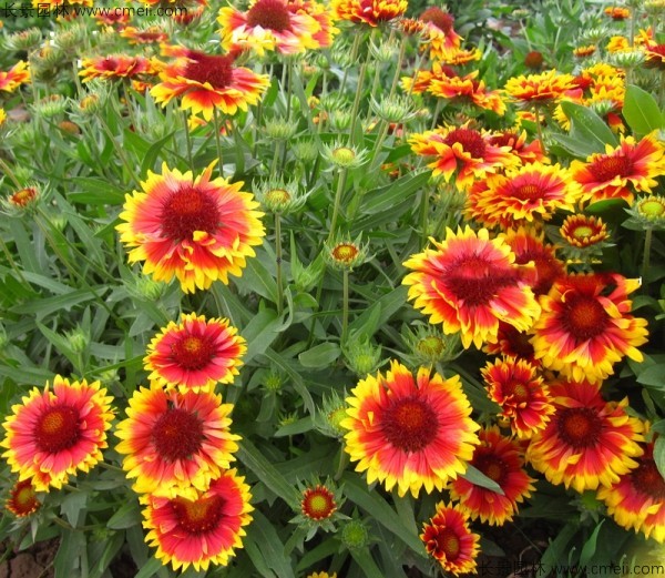 天人菊種子發(fā)芽出苗開花圖片 天人菊種子發(fā)芽出苗開花圖片