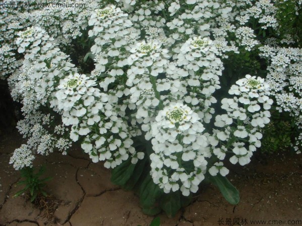 蜂室花種子發(fā)芽出苗開花圖片 蜂室花種子發(fā)芽出苗開花圖片
