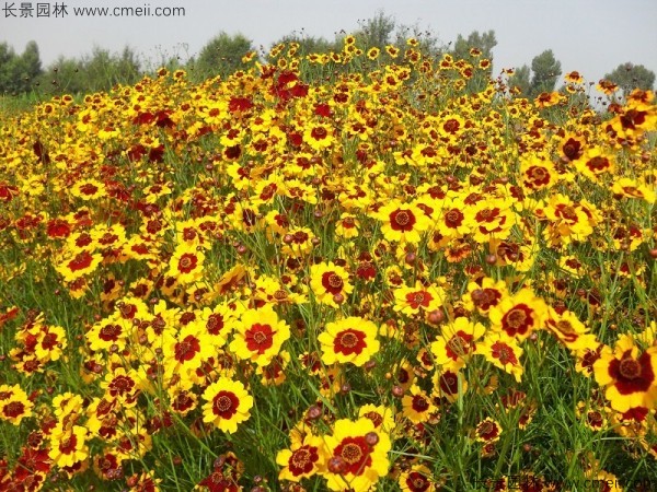 金雞菊種子發(fā)芽出苗開花圖片 金雞菊種子發(fā)芽出苗開花圖片