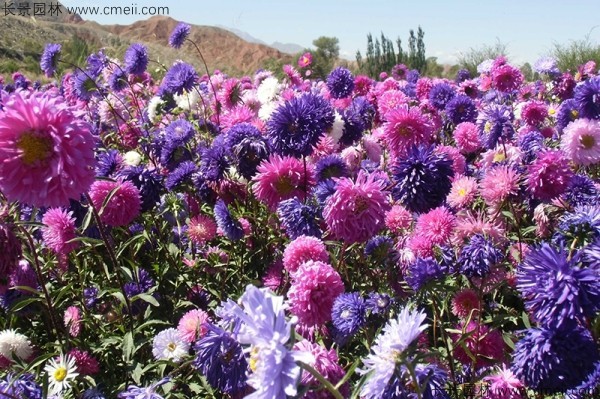 翠菊種子發(fā)芽出苗開花圖片 翠菊種子發(fā)芽出苗開花圖片