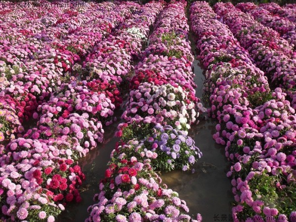 翠菊種子發(fā)芽出苗開花圖片 翠菊種子發(fā)芽出苗開花圖片