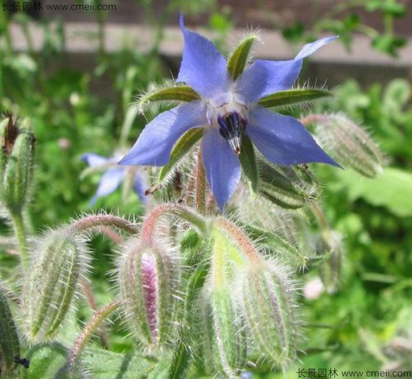琉璃苣種子發(fā)芽出苗開花圖片 琉璃苣種子發(fā)芽出苗開花圖片