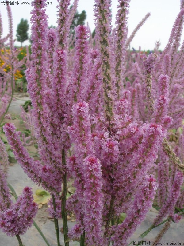 情人草種子發(fā)芽出苗開花圖片 情人草種子發(fā)芽出苗開花圖片