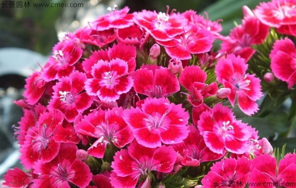 美國石竹種子發(fā)芽出苗開花圖片 美國石竹種子發(fā)芽出苗開花圖片