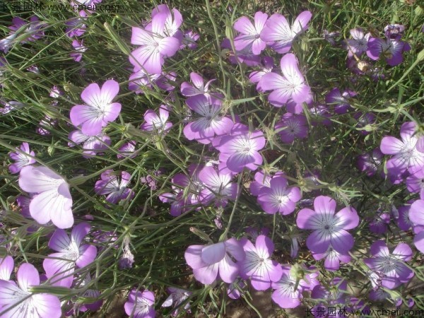麥仙翁種子發(fā)芽出苗開花圖片 麥仙翁種子發(fā)芽出苗開花圖片