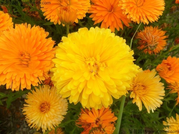 金盞菊種子發(fā)芽出苗開花圖片 金盞菊種子發(fā)芽出苗開花圖片