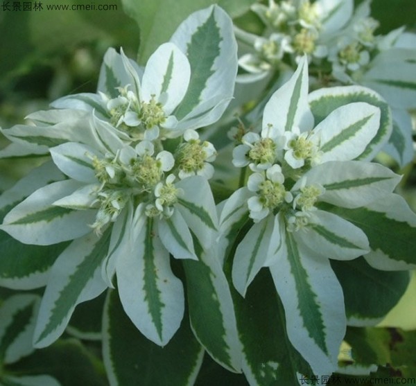 銀邊翠種子發(fā)芽出苗圖片 銀邊翠種子發(fā)芽出苗圖片