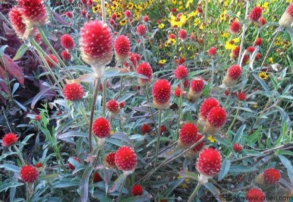 千日紅種子發(fā)芽出苗開花圖片 千日紅種子發(fā)芽出苗開花圖片