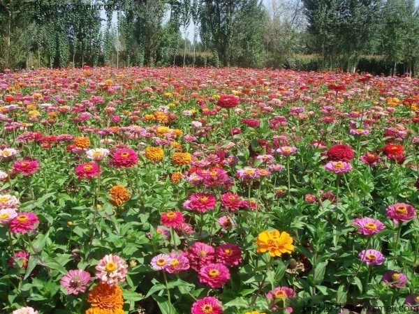 百日草種子發(fā)芽出苗開花圖片 百日草種子發(fā)芽出苗開花圖片