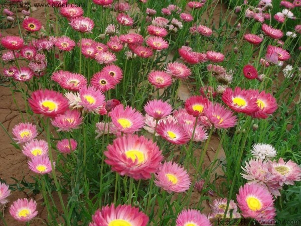 永生菊種子發(fā)芽出苗開花圖片 永生菊種子發(fā)芽出苗開花圖片