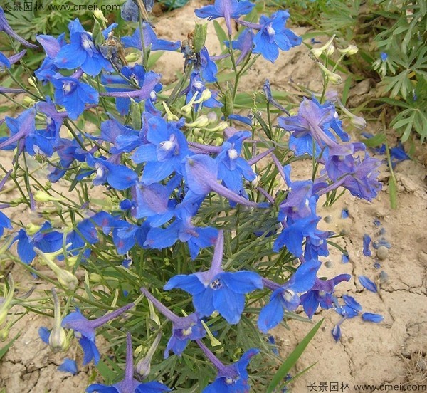 千鳥草種子發(fā)芽出苗開花圖片 千鳥草種子發(fā)芽出苗開花圖片