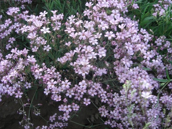 霞草種子發(fā)芽出苗開花圖片 霞草種子發(fā)芽出苗開花圖片