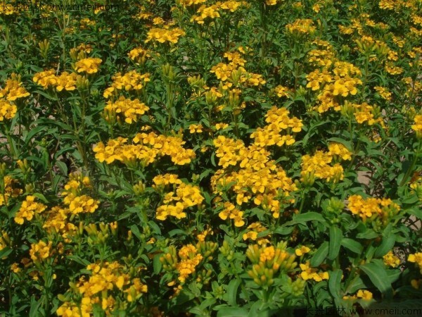 七里黃種子發(fā)芽出苗開花圖片 七里黃種子發(fā)芽出苗開花圖片