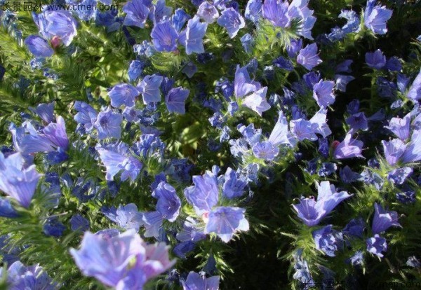 藍(lán)薊種子發(fā)芽出苗開花圖片 藍(lán)薊種子發(fā)芽出苗開花圖片