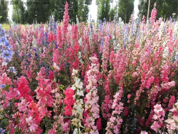 飛燕草種子發(fā)芽出苗開花圖片 飛燕草種子發(fā)芽出苗開花圖片