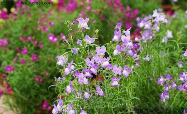 柳穿魚(yú)種子發(fā)芽出苗開(kāi)花圖片 柳穿魚(yú)種子發(fā)芽出苗開(kāi)花圖片