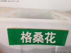 格?；ǚN子