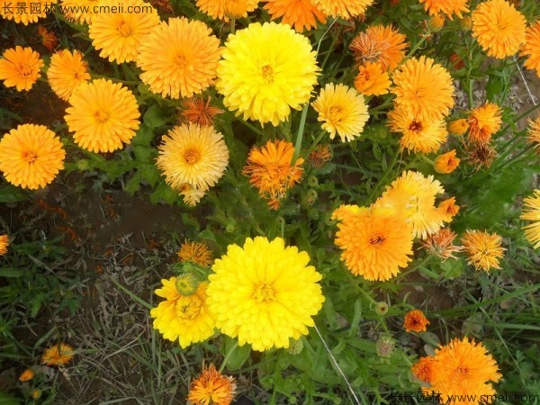 黃金菊種子發(fā)芽出苗開花圖片 黃金菊種子發(fā)芽出苗開花圖片