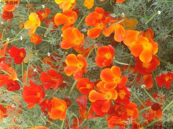 花菱草 花菱草