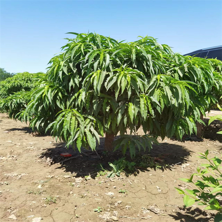壽星桃 壽星桃